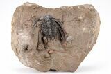 Spiny Leonaspis Trilobite With Prepared Microfossils #210230-1